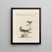 L'ornithologie méthodiquement digérée Pl371 - Saverio Manetti — framed artwork on a wall