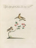 Ornithology Painting methodically digested Pl372 - Saverio Manetti — artwork view