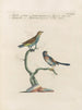 L'ornithologie méthodiquement digérée Pl373 - Saverio Manetti — artwork view