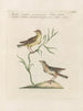 Ornithology painting methodically digested Pl374 - Saverio Manetti — artwork view