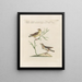 Ornithology painting methodically digested Pl374 - Saverio Manetti — framed artwork on a wall