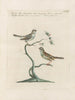Ornithology Painting methodically digested Pl375 - Saverio Manetti — artwork view