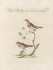 L'ornithologie a méthodiquement digéré Pl376 - Saverio Manetti — artwork view