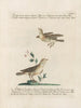 L'ornithologie a méthodiquement digéré Pl377 - Saverio Manetti — artwork view