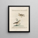L'ornithologie a méthodiquement digéré Pl377 - Saverio Manetti — framed artwork on a wall