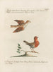 Ornithologie méthodiquement digérée Pl378 - Saverio Manetti — artwork view