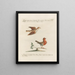 Ornithologie méthodiquement digérée Pl378 - Saverio Manetti — framed artwork on a wall
