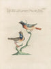 Ornithology methodically digested Pl379 - Saverio Manetti — artwork view