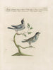 Ornithology Painting methodically digested Pl380 - Saverio Manetti — artwork view