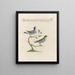 Ornithology Painting methodically digested Pl380 - Saverio Manetti — framed artwork on a wall