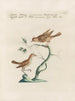 L'ornithologie a méthodiquement digéré Pl381 - Saverio Manetti — artwork view
