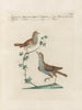 Ornithology Painting methodically digested Pl382 - Saverio Manetti — artwork view