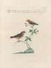 L'ornithologie a méthodiquement digéré Pl383 - Saverio Manetti — artwork view