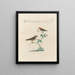L'ornithologie a méthodiquement digéré Pl383 - Saverio Manetti — framed artwork on a wall