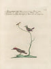 Ornithology Painting methodically digested Pl384 - Saverio Manetti — artwork view