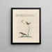 Ornithology Painting methodically digested Pl384 - Saverio Manetti — framed artwork on a wall