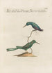 Ornithologia methodice digesta Pl385 - Saverio Manetti | Painting — artwork view