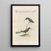 Ornithologia methodice digesta Pl385 - Saverio Manetti | Painting — framed artwork on a wall
