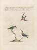 Ornithology methodically digested Pl386 - Saverio Manetti — artwork view