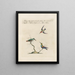 Ornithology methodically digested Pl386 - Saverio Manetti — framed artwork on a wall