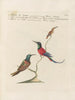 L'ornithologie a méthodiquement digéré Pl387 - Saverio Manetti — artwork view