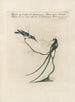 Ornithology Painting methodically digested Pl388 - Saverio Manetti — artwork view