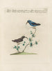 Ornithologia methodice digesta Pl389 - Saverio Manetti — artwork view