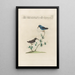 Ornithologia methodice digesta Pl389 - Saverio Manetti — framed artwork on a wall