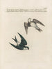 Ornithology Painting methodically digested Pl390 - Saverio Manetti — artwork view