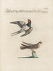 L'ornithologie a méthodiquement digéré Pl391 - Saverio Manetti — artwork view
