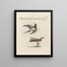 L'ornithologie a méthodiquement digéré Pl391 - Saverio Manetti — framed artwork on a wall