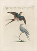 Ornithologia methodice digesta Pl392 - Saverio Manetti — artwork view