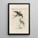 Ornithologia methodice digesta Pl392 - Saverio Manetti — framed artwork on a wall