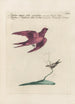 Ornithologia methodice digesta Pl393 - Saverio Manetti — artwork view