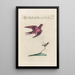 Ornithologia methodice digesta Pl393 - Saverio Manetti — framed artwork on a wall