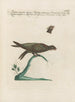 Ornithologia methodice digesta Pl394 - Saverio Manetti — artwork view
