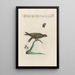 Ornithologia methodice digesta Pl394 - Saverio Manetti — framed artwork on a wall