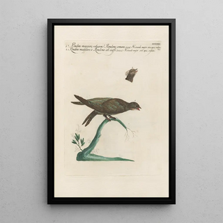 Saverio Manetti - Ornithologia methodice digesta Pl394.webp