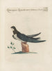 Ornithology methodically digested Pl395 - Saverio Manetti — artwork view