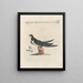 Ornithology methodically digested Pl395 - Saverio Manetti — framed artwork on a wall