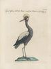 Ornithology painting methodically digested Pl396 - Saverio Manetti — artwork view