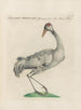 L'ornithologie a méthodiquement digéré Pl397 - Saverio Manetti — artwork view