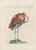 Ornithologia methodice digesta Pl398 - Saverio Manetti — artwork view