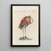Ornithologia methodice digesta Pl398 - Saverio Manetti — framed artwork on a wall