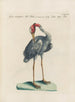 Ornithology methodically digested Pl399 - Saverio Manetti — artwork view