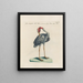 Ornithology methodically digested Pl399 - Saverio Manetti — framed artwork on a wall