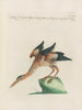 Ornithology methodically digested Pl400 - Saverio Manetti — artwork view