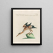 Ornithology methodically digested Pl400 - Saverio Manetti — framed artwork on a wall