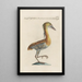Ornithologia methodice digesta Pl401 - Saverio Manetti — framed artwork on a wall