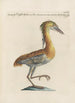 Ornithologia methodice digesta Pl401 - Saverio Manetti — artwork view